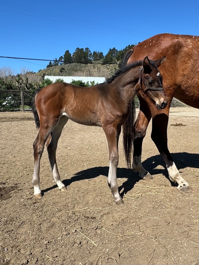 Chacco Chacco GT Vivi