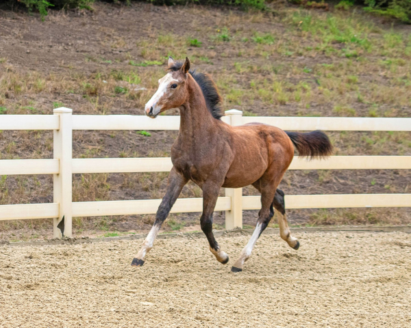 Leonardo BF trot