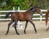 Ovation BF walk